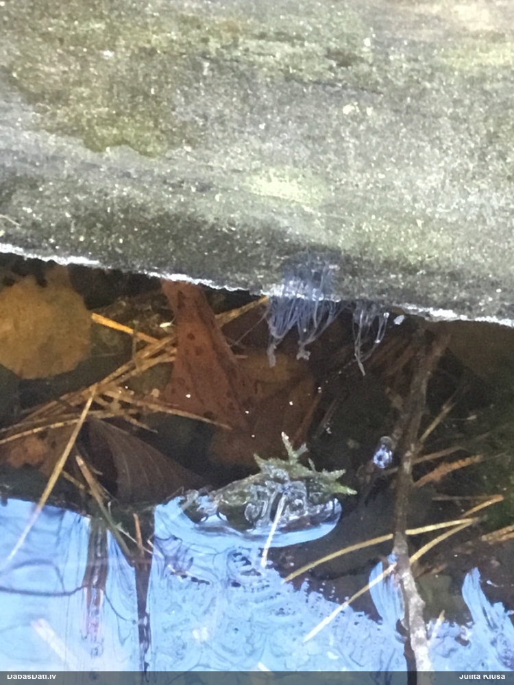 Šokolādes gļotsēne (nenoteikta)