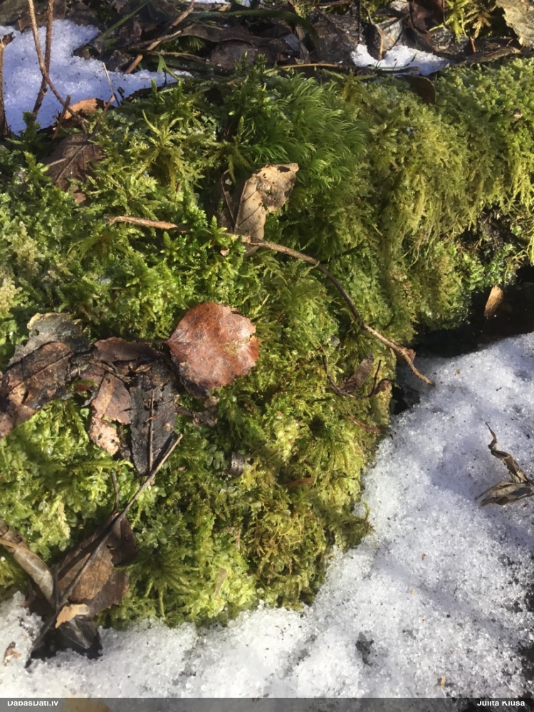 Parastā kociņsūna