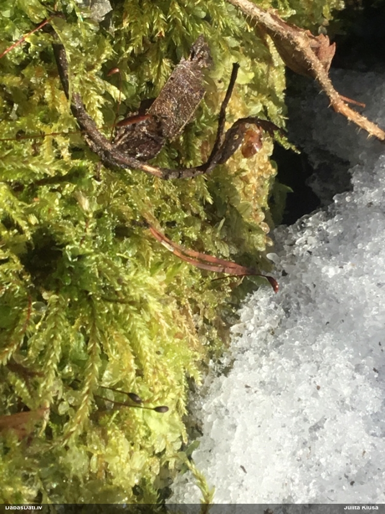 Parastā kociņsūna