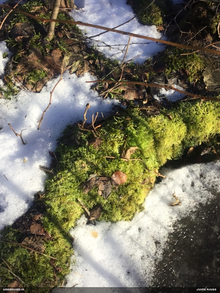 Parastā kociņsūna