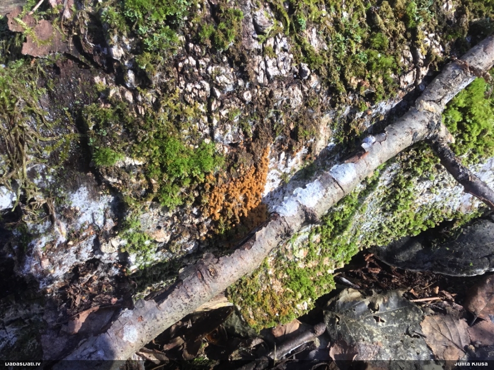 Maldinošā kājpilīte (bij. maldinošā trihija)