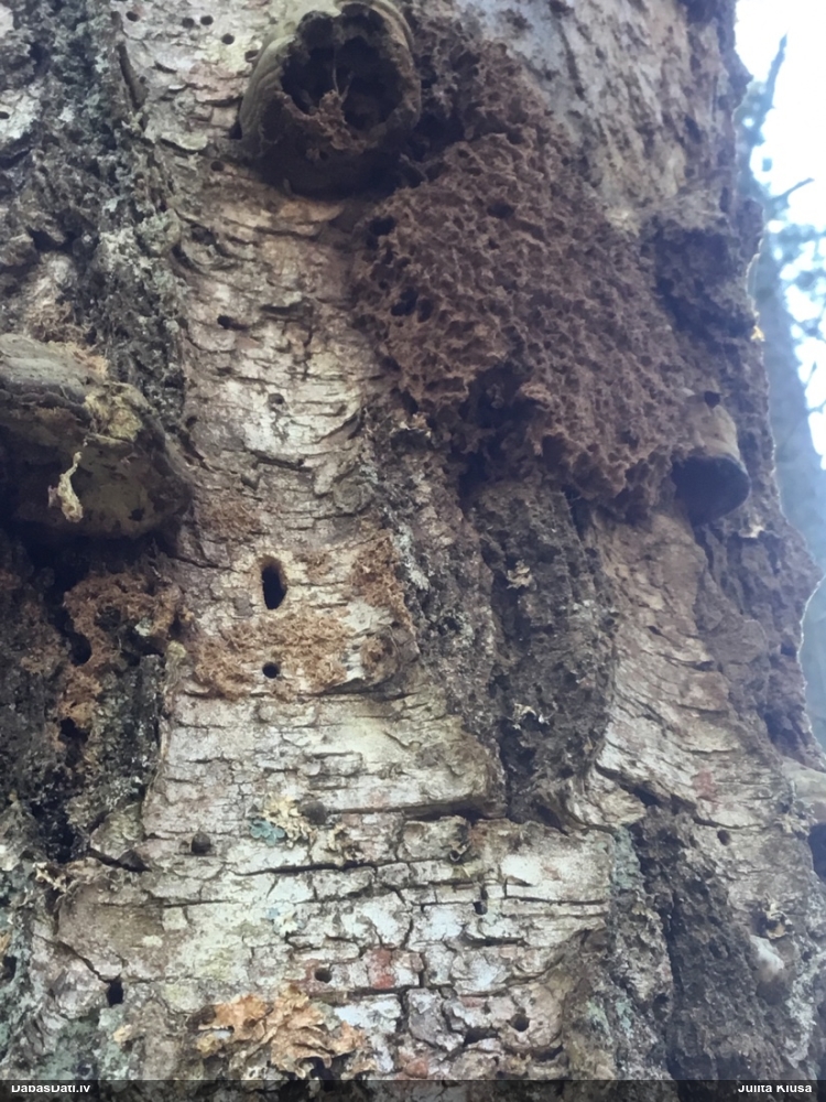 Neīstais pūpēdis, parastais gļotpūpēdis