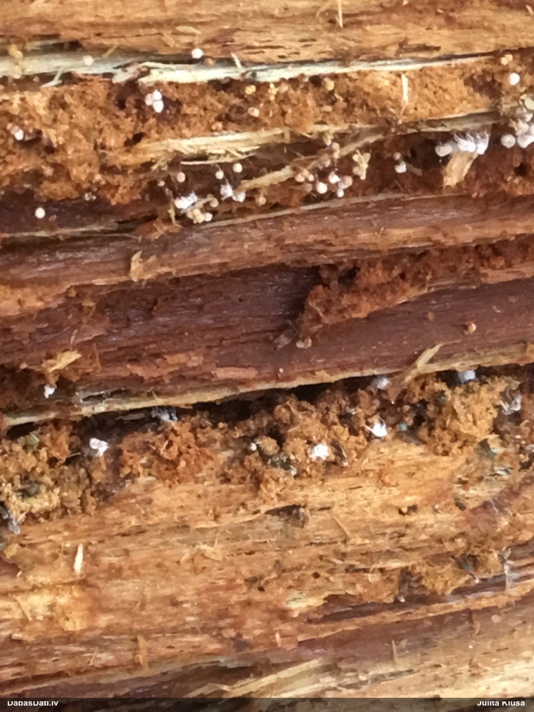 Rūsganā kribrārija