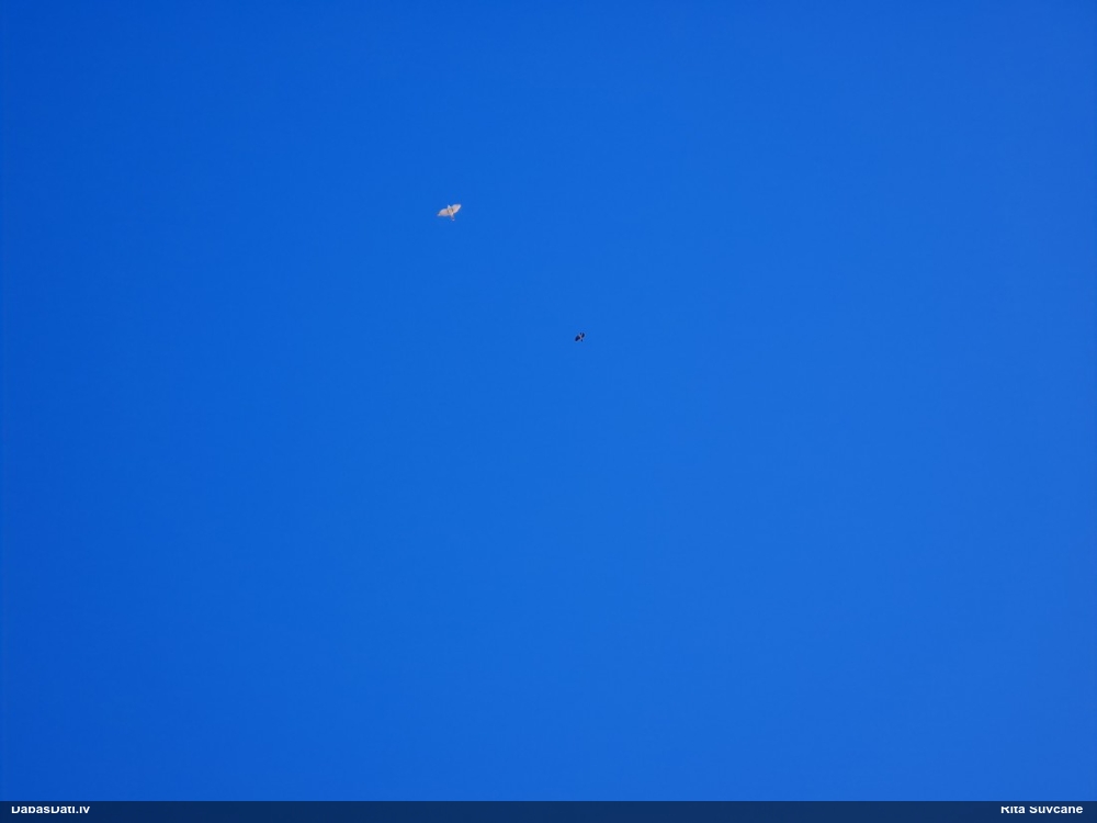 тетеревятник