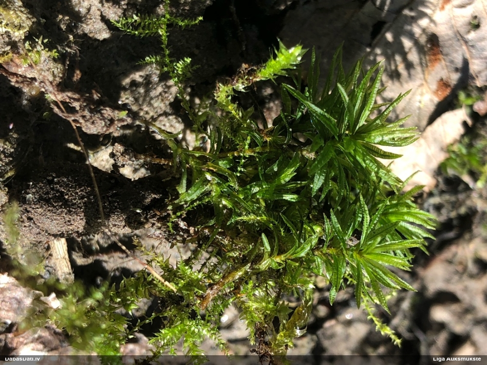 Viļņainā lācīte