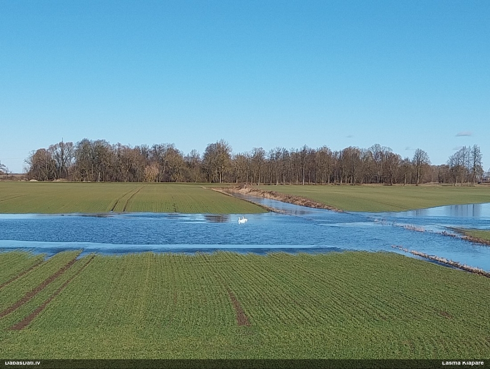 лебедь-кликун