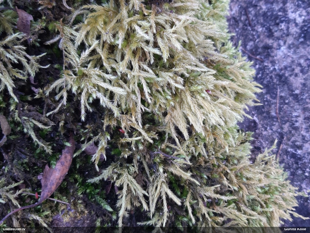 Nelīdzenā īsvācelīte