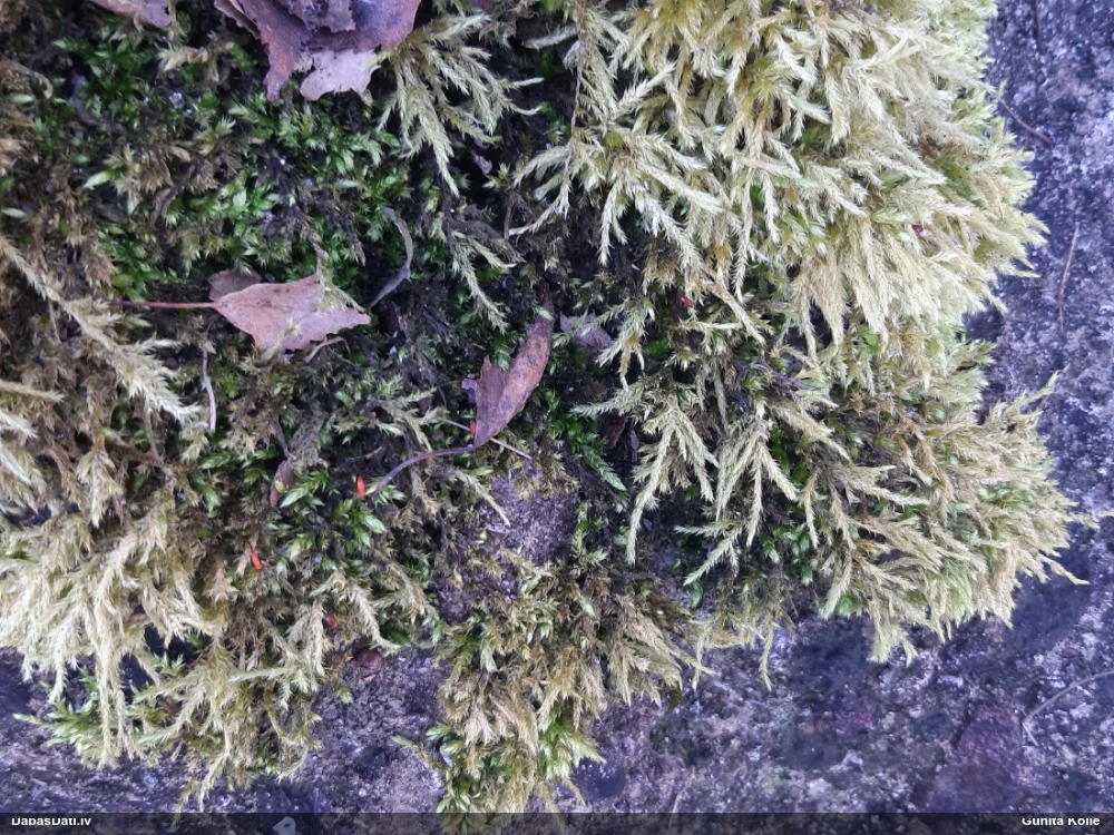 Nelīdzenā īsvācelīte