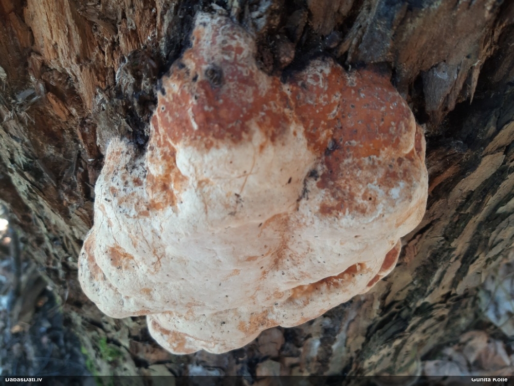 Окаймленный трутовик