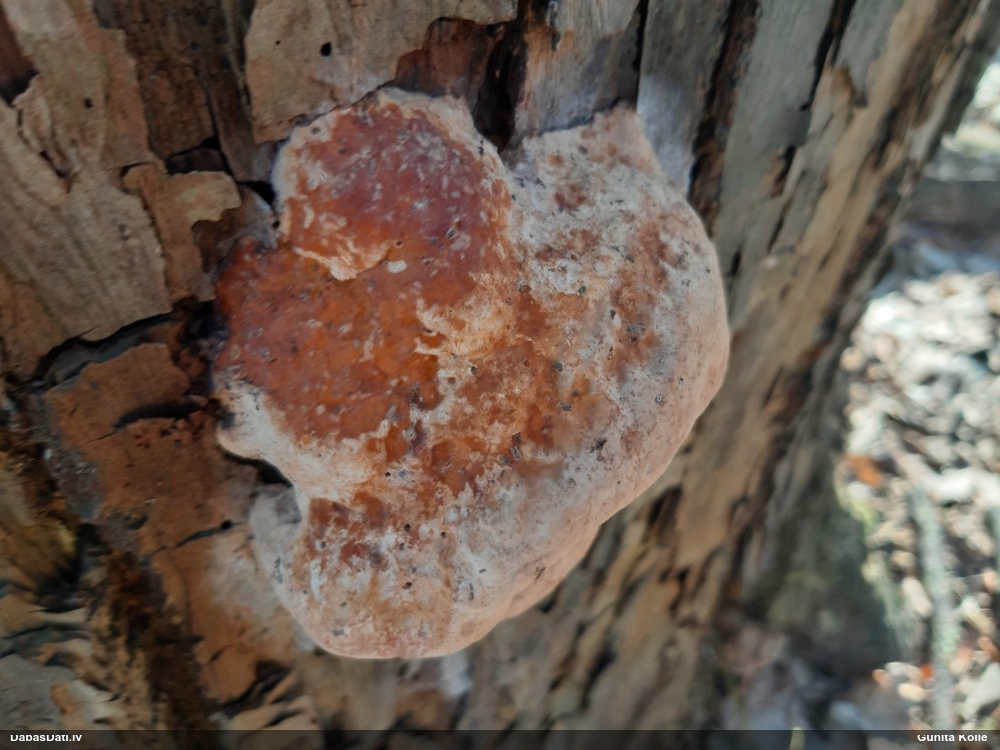 Окаймленный трутовик