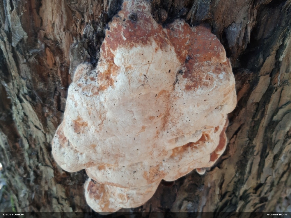 Окаймленный трутовик