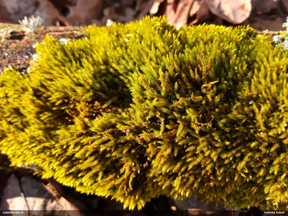 Parastā vāverastīte