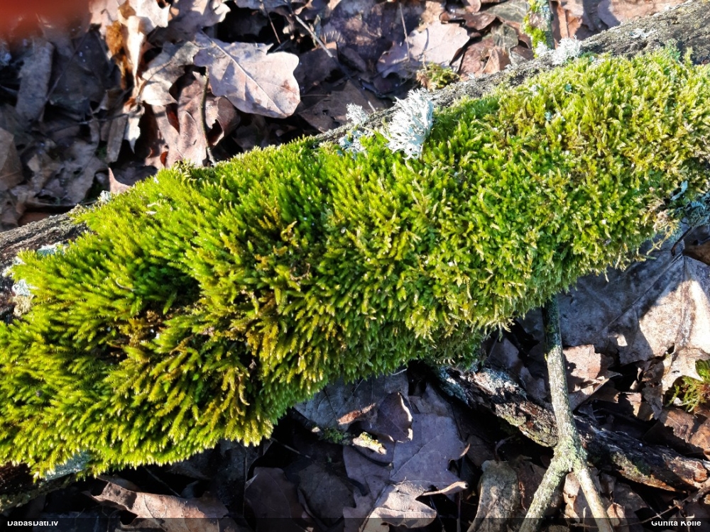 Parastā vāverastīte