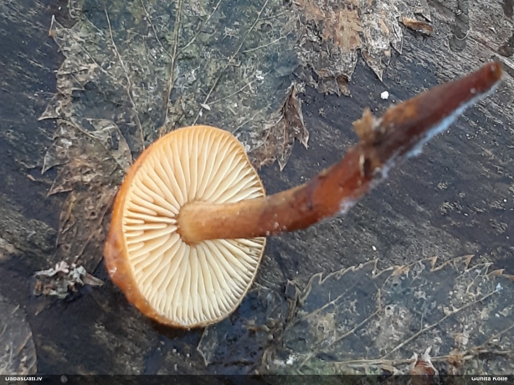 Samtainā ziemene (ziemas celmene)