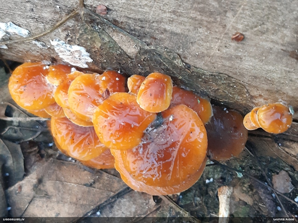 Samtainā ziemene (ziemas celmene)