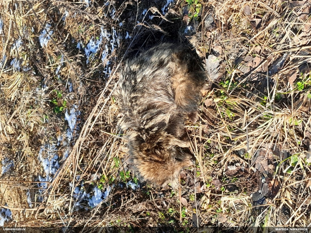 енотовидная собака