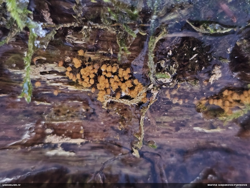 Trihija, hemitrihija (nenoteikta)