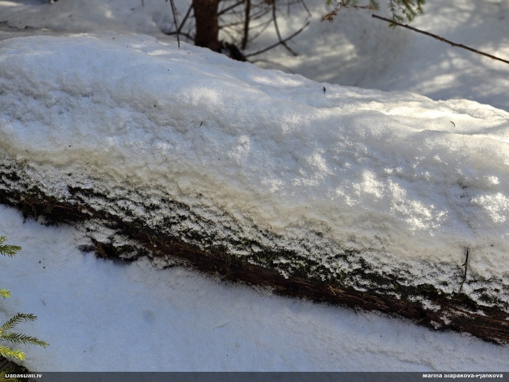 Trihija, hemitrihija (nenoteikta)