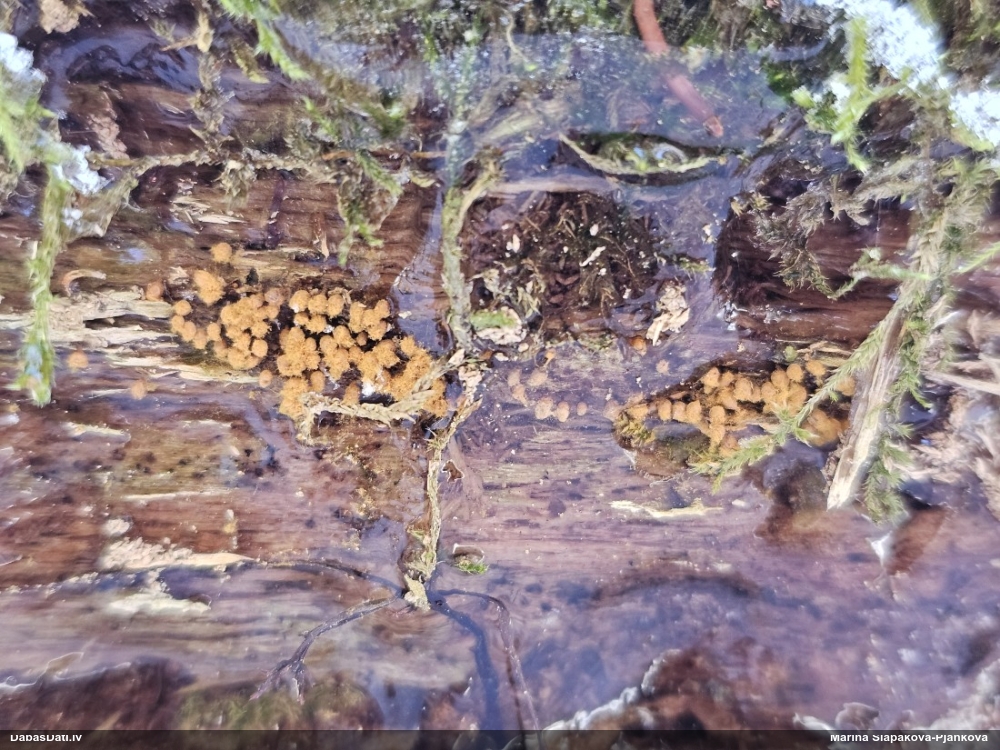 Trihija, hemitrihija (nenoteikta)