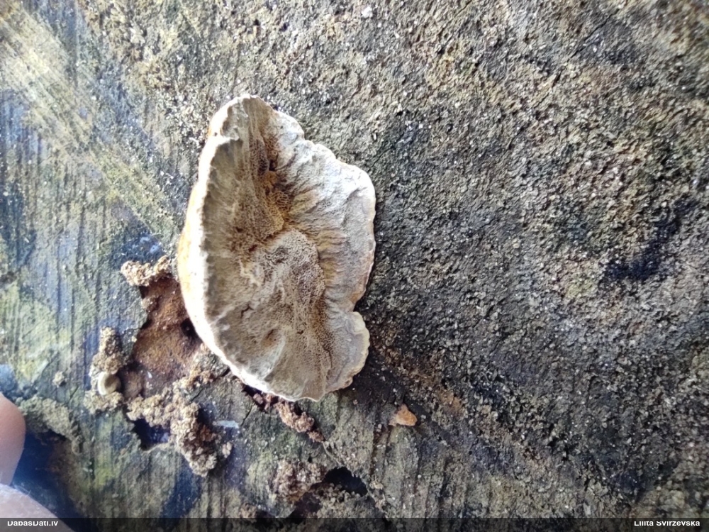 Parastā labirintpiepe