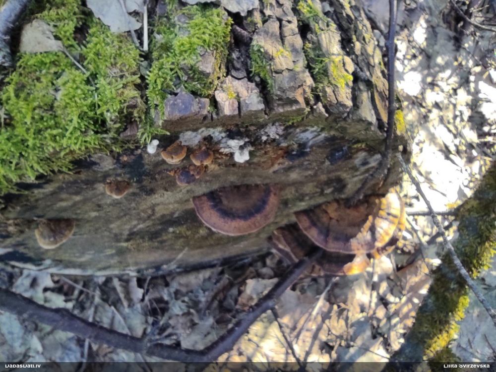 Parastā labirintpiepe