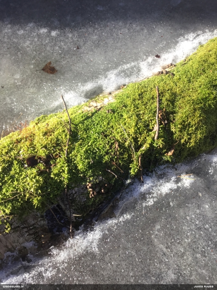 Koksnes vilkpienaine