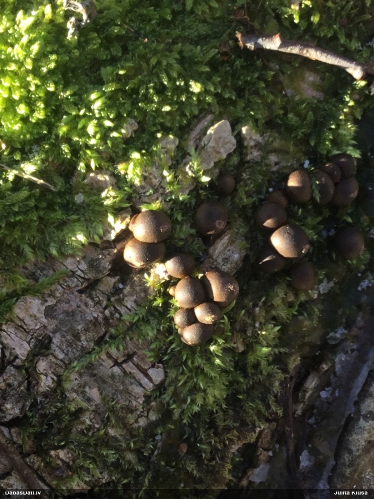 Koksnes vilkpienaine