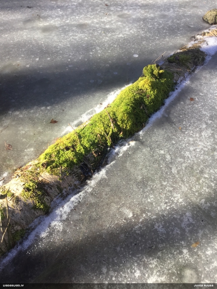 Koksnes vilkpienaine