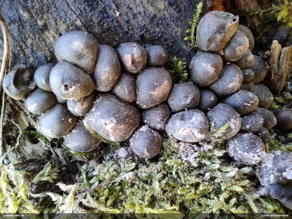 Koksnes vilkpienaine