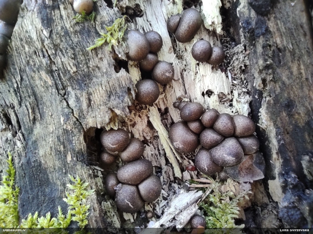 Koksnes vilkpienaine