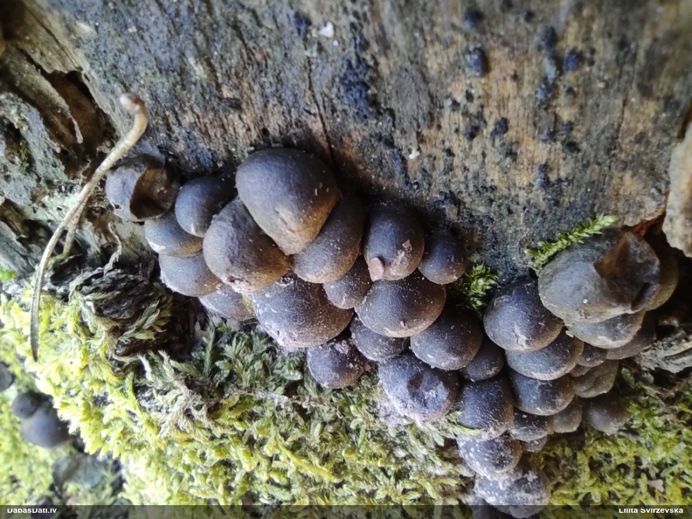 Koksnes vilkpienaine