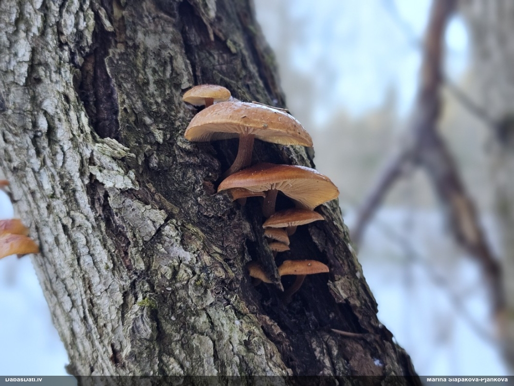 Samtainā ziemene (ziemas celmene)