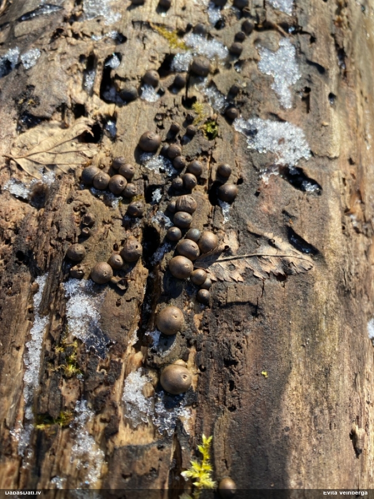 Vilkpienaine (nenoteikta)