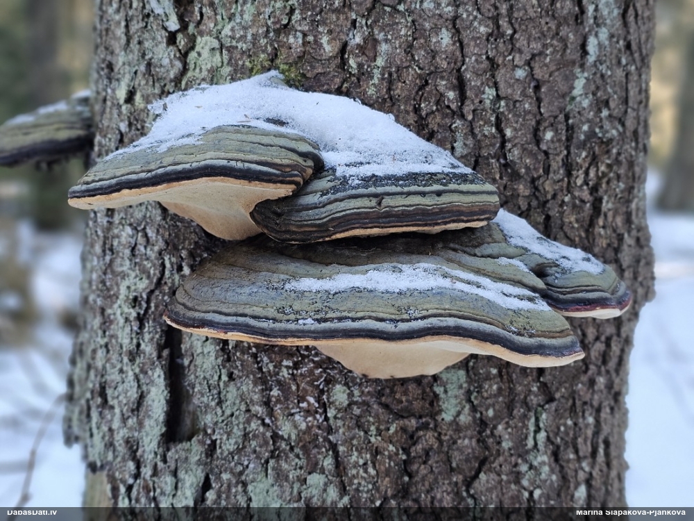 Окаймленный трутовик