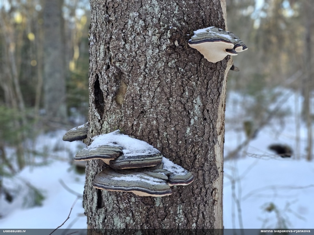 Окаймленный трутовик