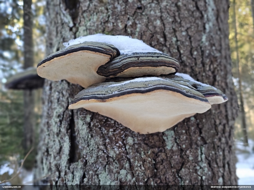 Окаймленный трутовик