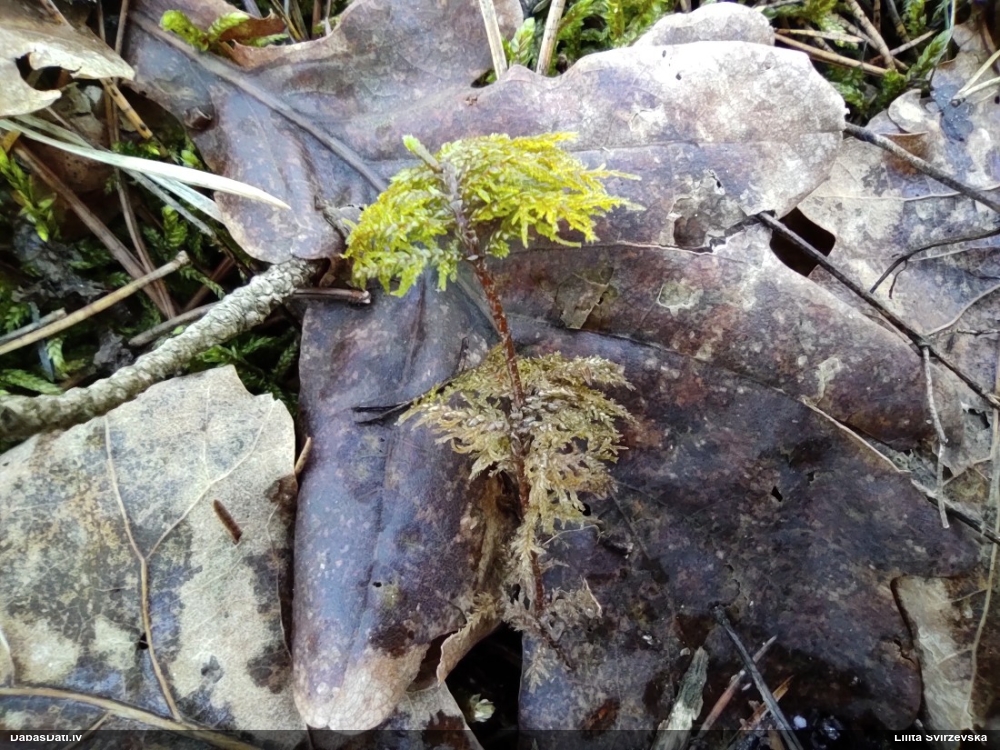 Spīdīgā stāvaine