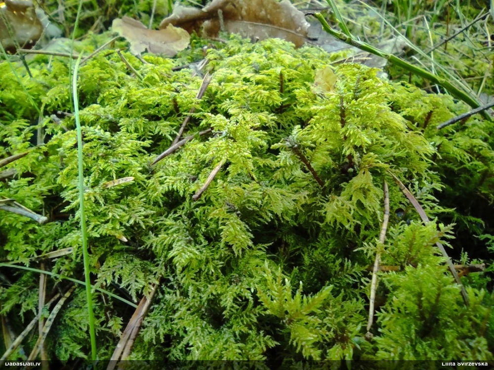 Spīdīgā stāvaine