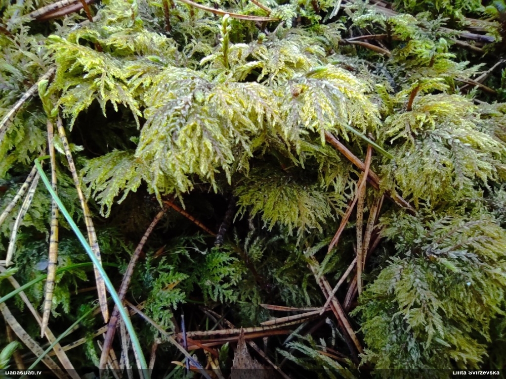 Spīdīgā stāvaine