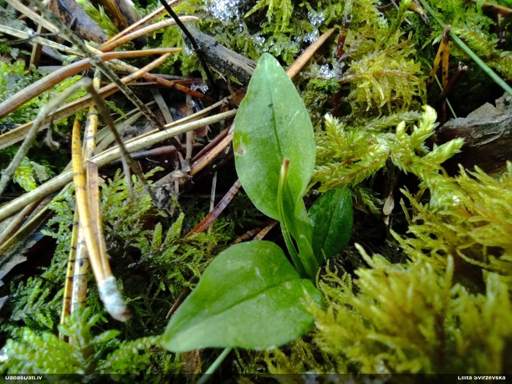 гудайера ползучая