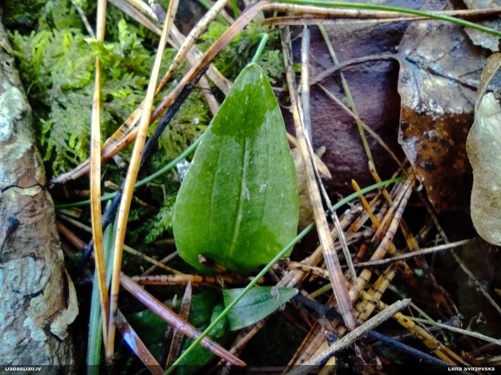 гудайера ползучая