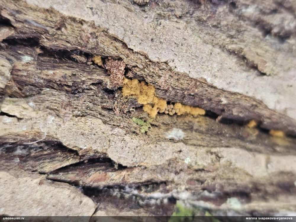 Daudzveidīgā trihija