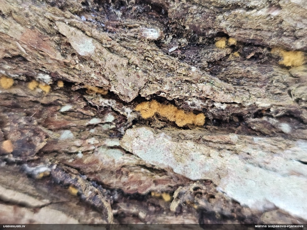 Daudzveidīgā trihija