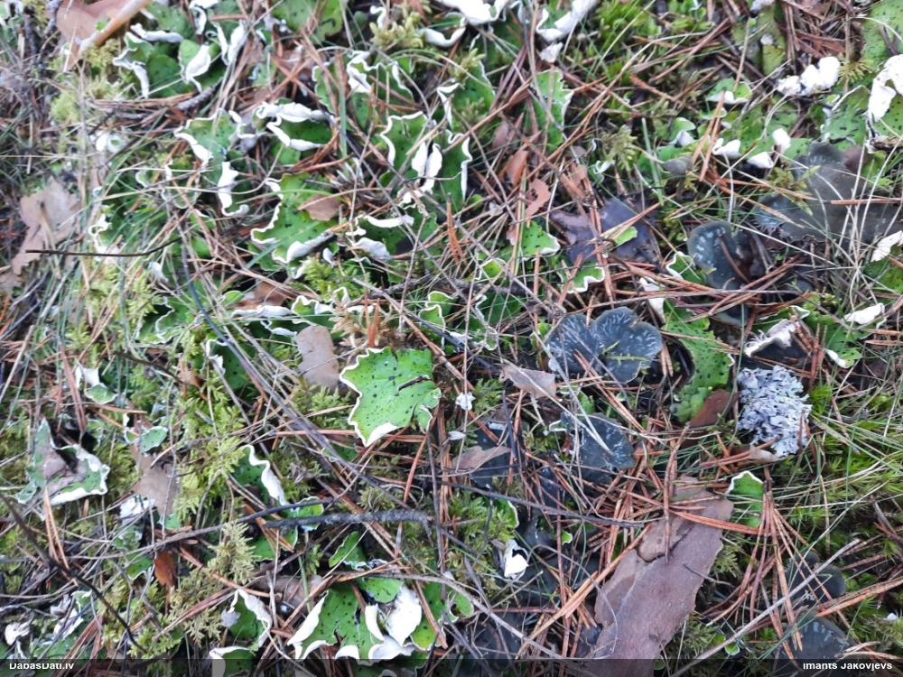 Peltīgera Peltigera leucophlebia