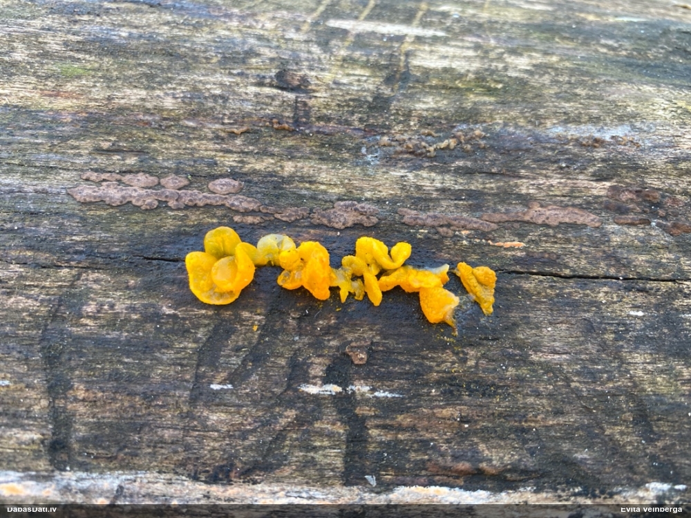 оранжевая, пленчатая дрожалка