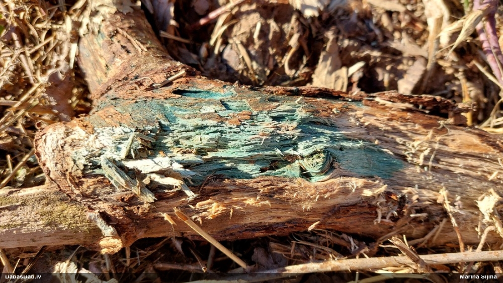 Zilzaļā hlorociborija