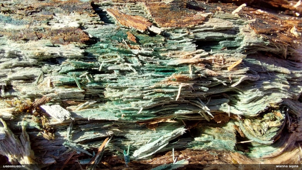 Zilzaļā hlorociborija