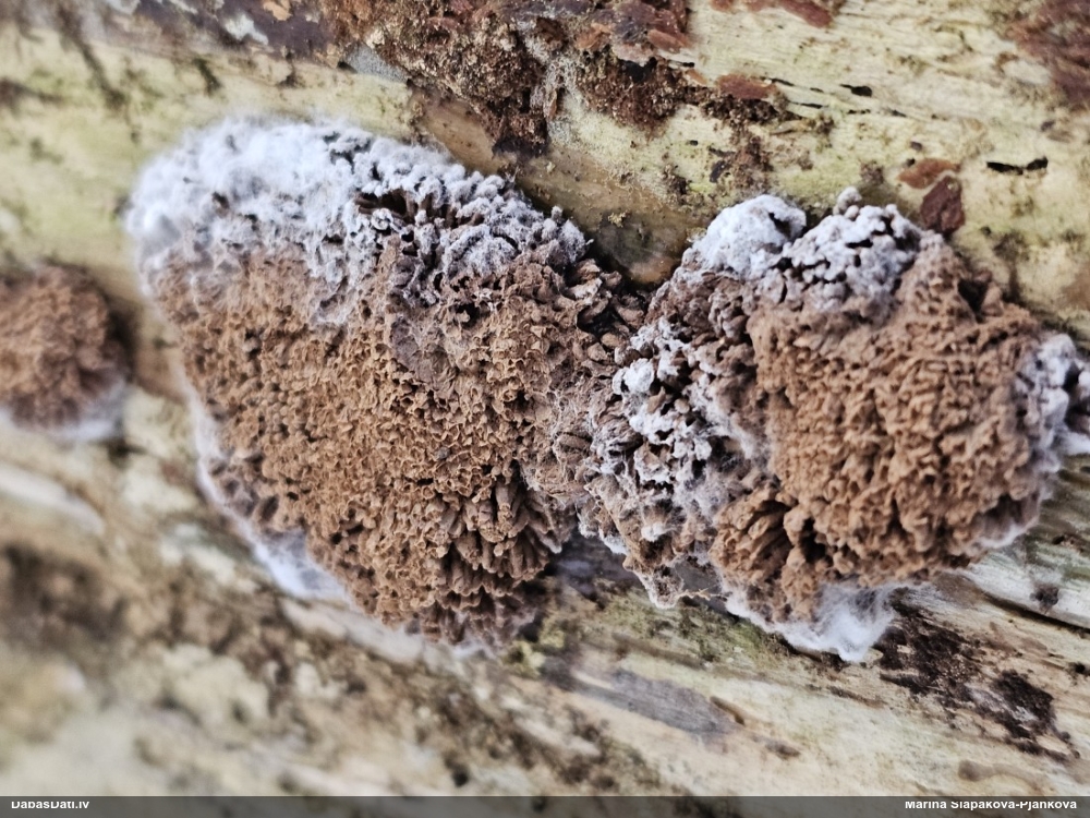 Aveņgļotsēne (nenoteikta)