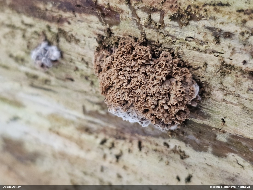 Aveņgļotsēne (nenoteikta)