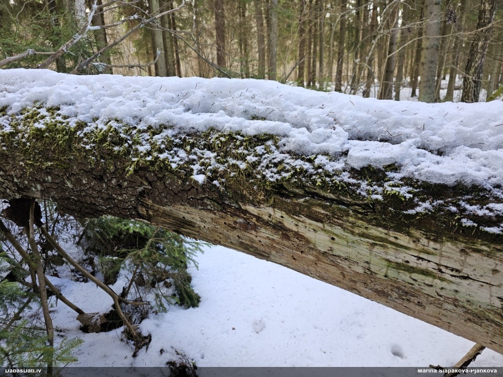 Aveņgļotsēne (nenoteikta)